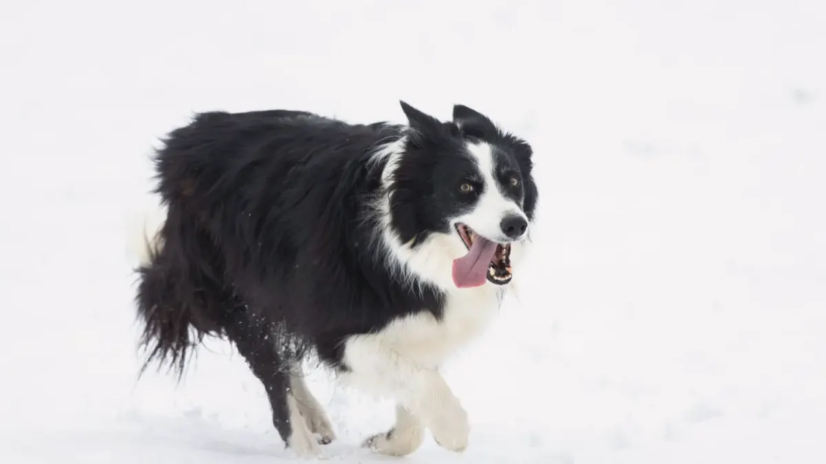 A black and white Border Collie and a tri-color Australian Shepherd running side by side in a grassy field