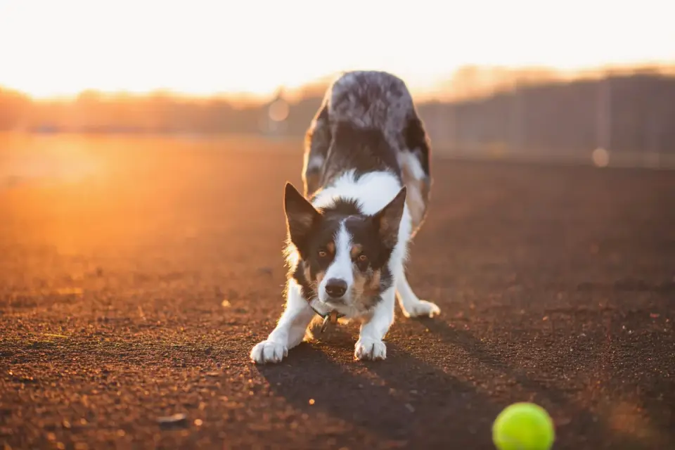 A Border Collie in mid-motion during precision obedience training