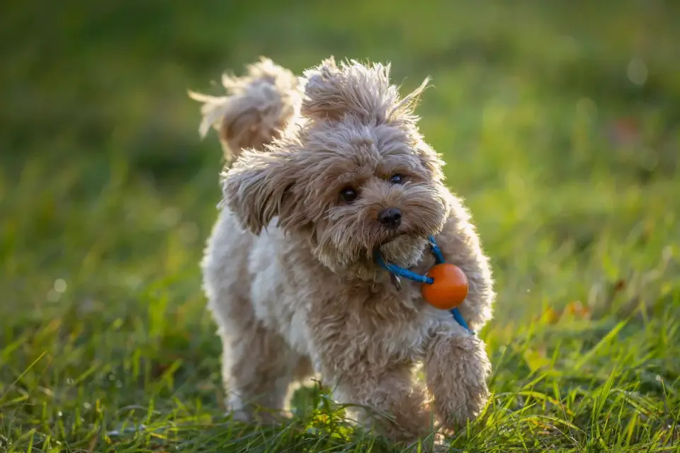 A brown dog sprinting across a grassy field toward its owner