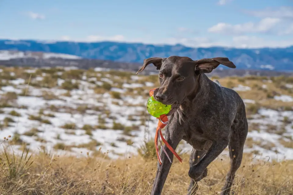 A chocolate-colored Labradoodle running across an open grassy field with a ball