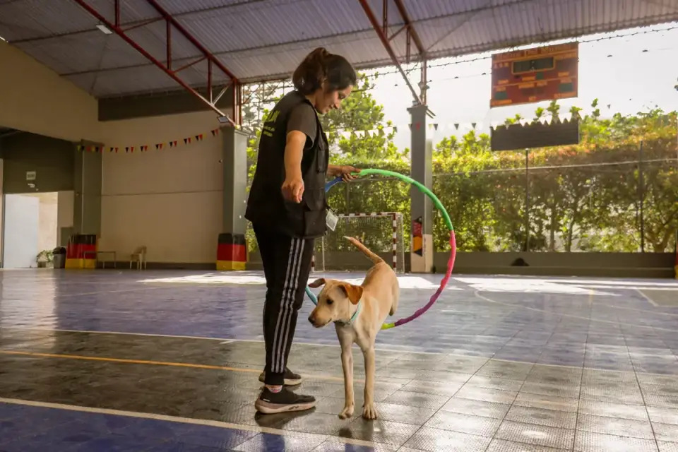 A dog and owner working through a training exercise with small treats in hand
