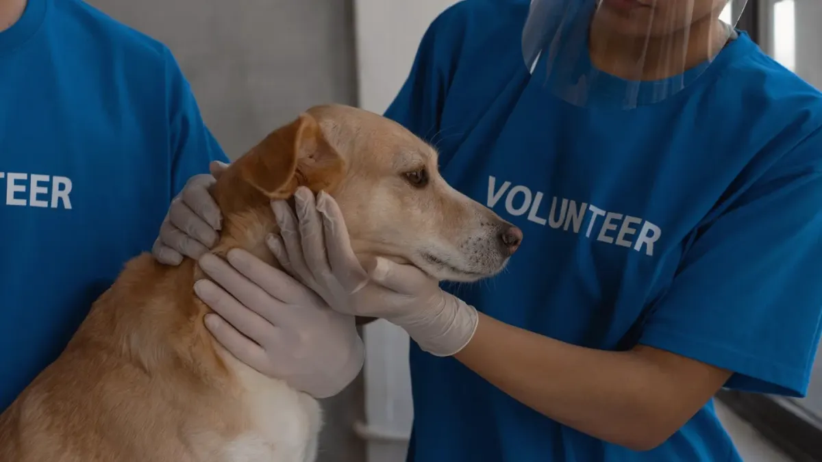 A dog being calmly held and reassured by its owner outside a veterinary clinic entrance
