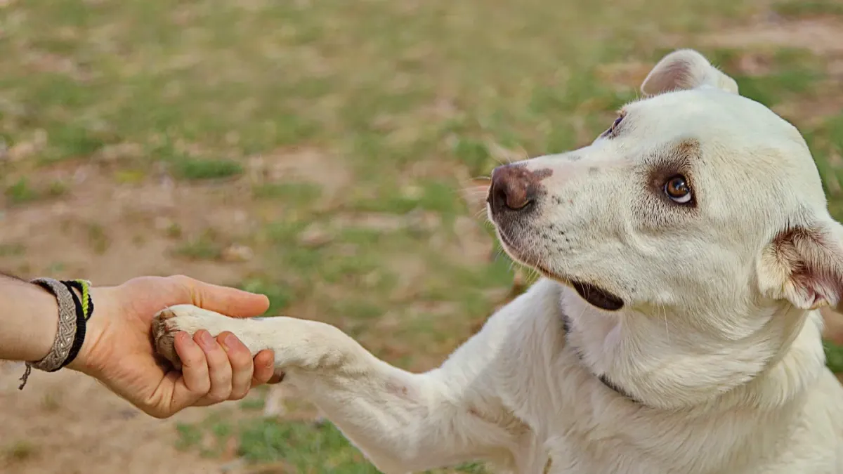 A dog lifting one paw toward an owner's open hand