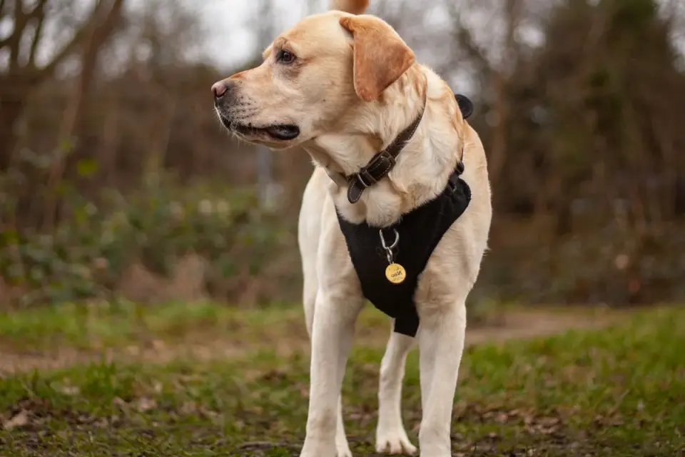 A dog looking off toward a distraction during an outdoor training session