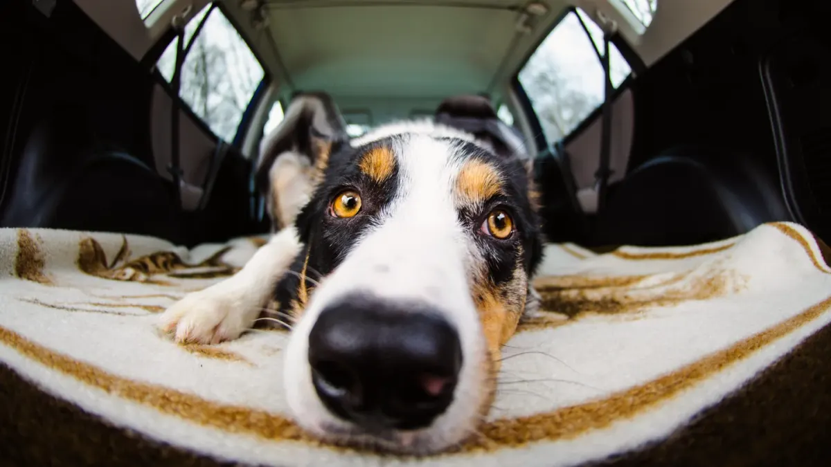 A dog lying calmly in a travel crate next to a packed food bag and bowl