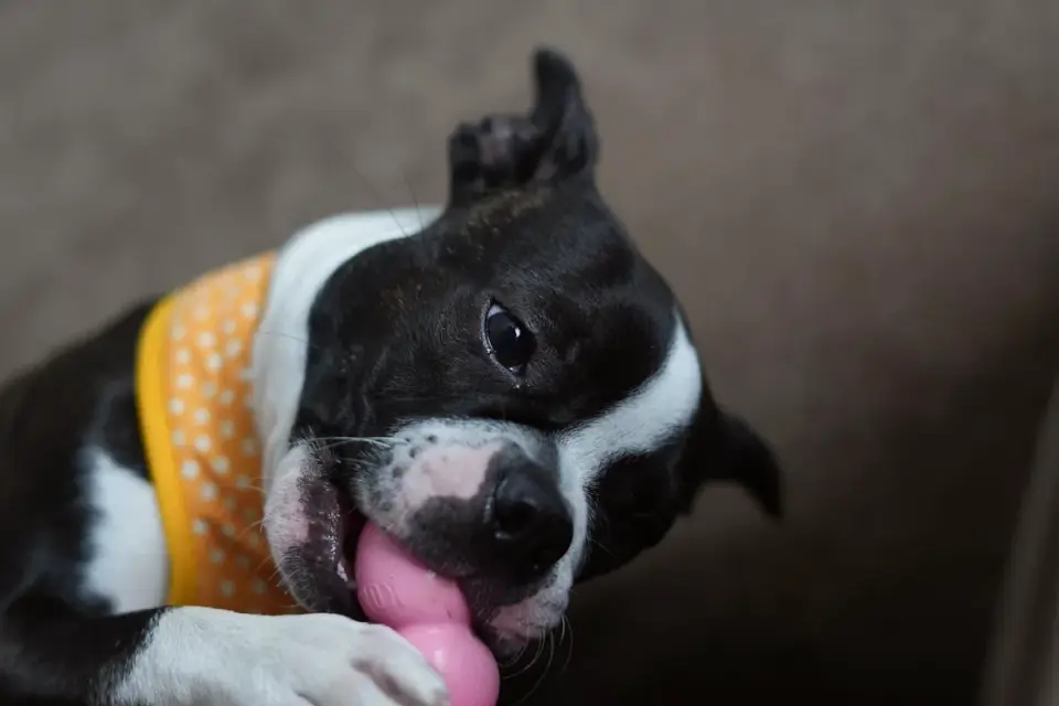 A dog lying on a rug calmly chewing a soft treat