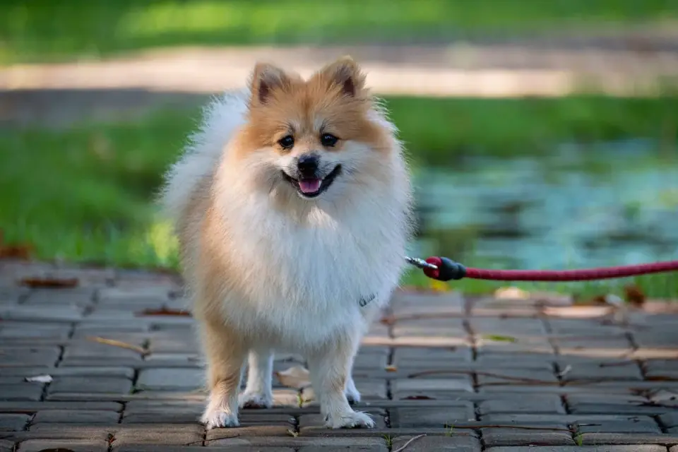 A dog owner holding a leash and treat while training a dog in a backyard