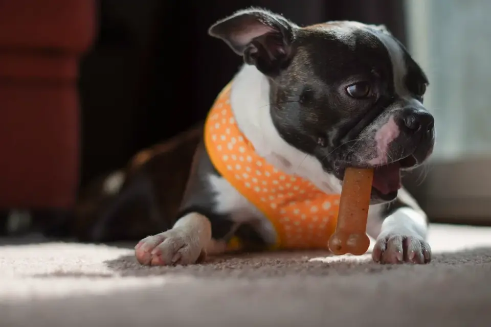 A dog owner offering a chewable supplement to a dog in the kitchen