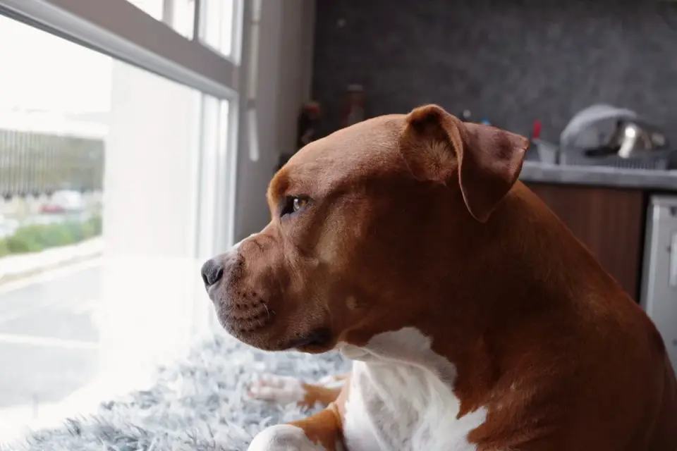 A dog pacing near a living room window