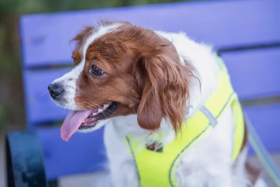 A dog secured in a car harness, looking calmly out the car window