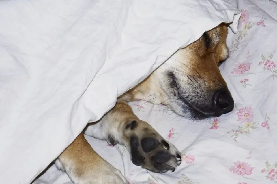 A dog sleeping peacefully in its bed at night