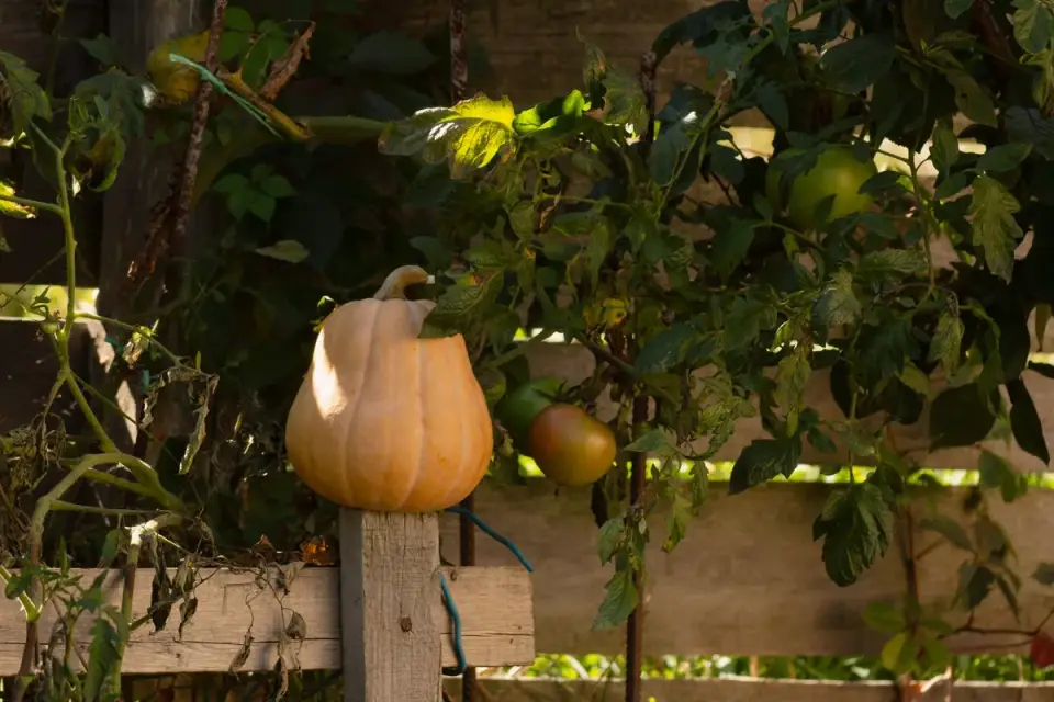 A dog sniffing at the base of a tomato plant in a home vegetable garden