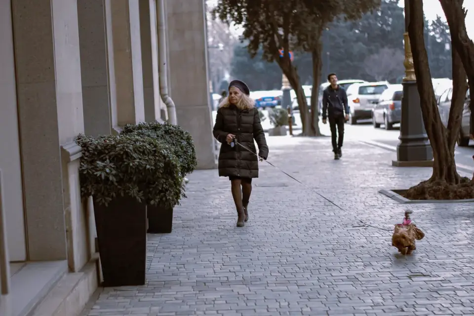 A dog walker walking a leashed dog along a residential sidewalk