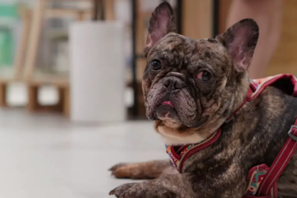 A French Bulldog resting on a tile floor near a fan