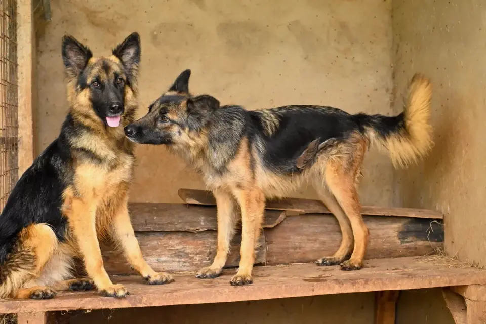 A German Shepherd eating from a bowl in a home kitchen