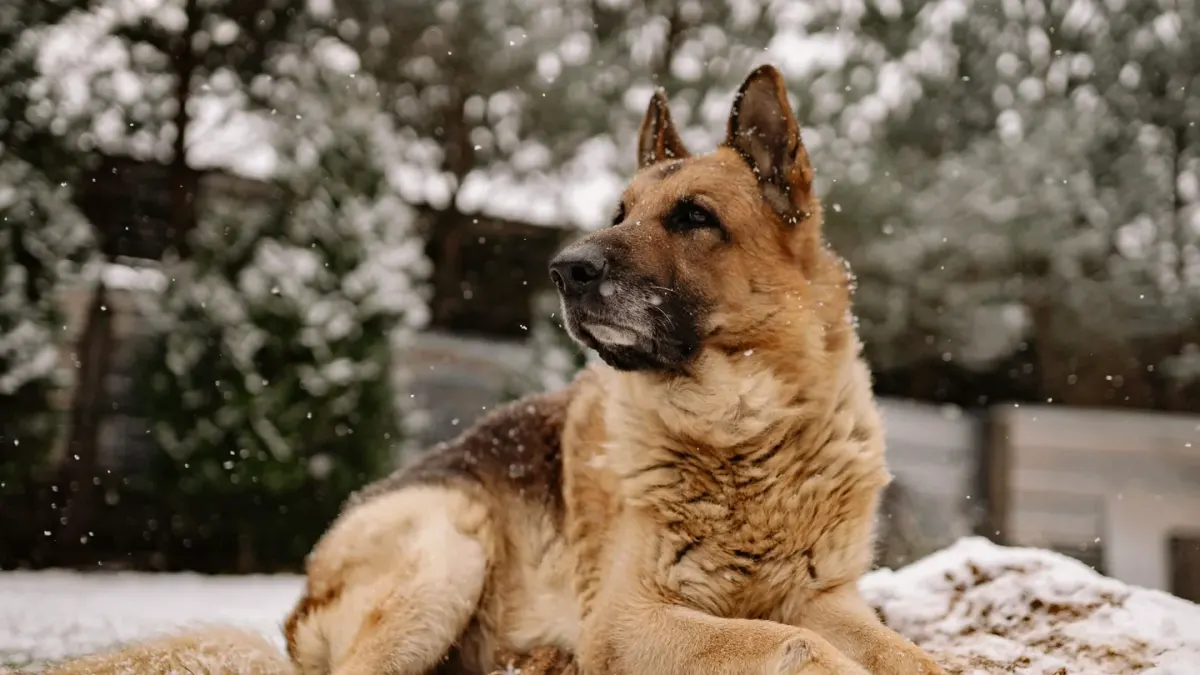 A German Shepherd standing outside while an owner brushes loose undercoat fur from its back
