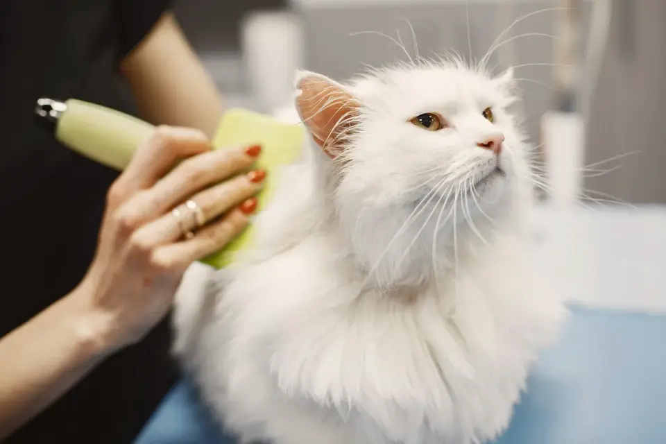 A groomer brushing out a long-haired dog&#x27;s coat
