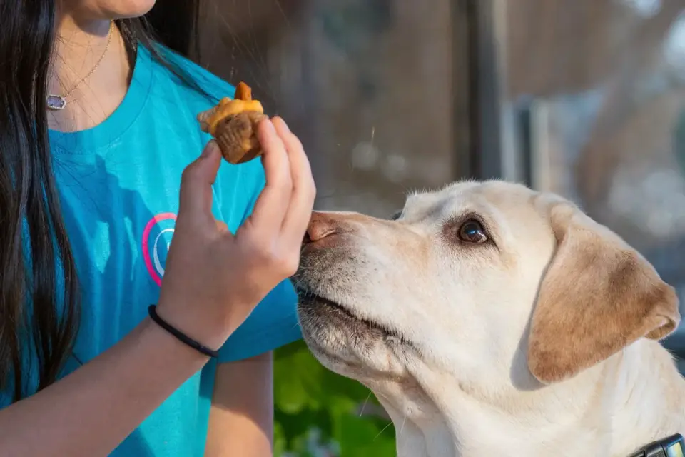 A hand gives a thumbs-up gesture near a dog&#x27;s face just before offering a treat