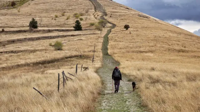 A hiker and a mixed-breed dog walking together on a dirt trail through the woods