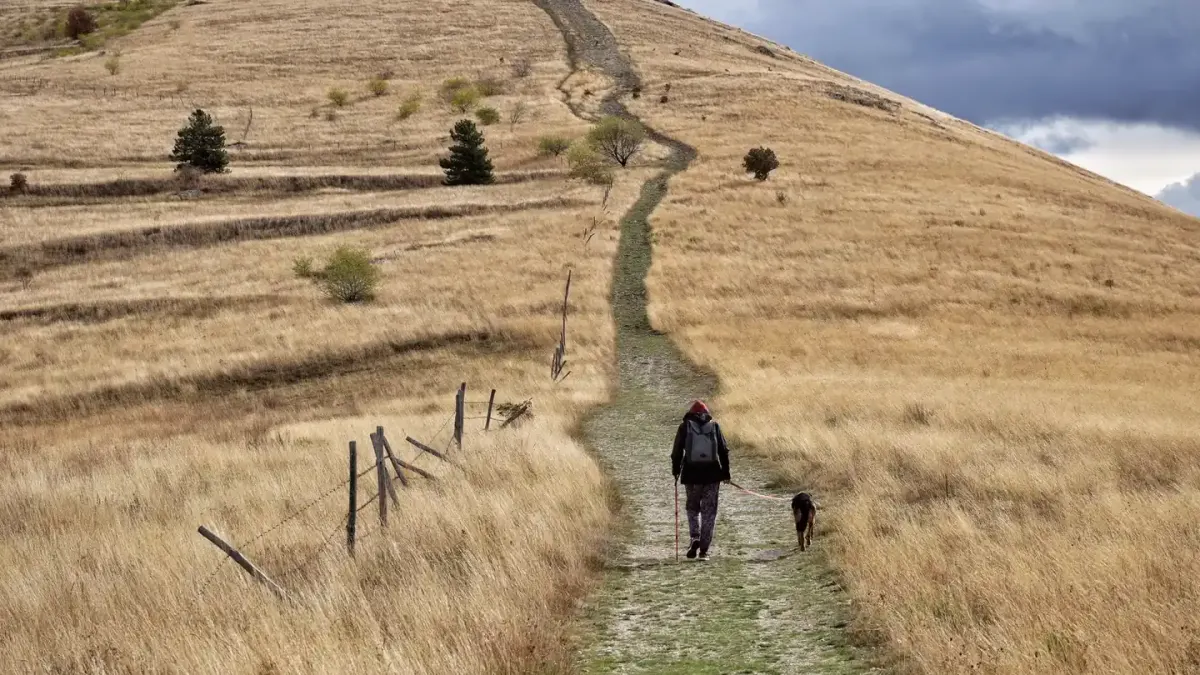 A hiker and a mixed-breed dog walking together on a dirt trail through the woods