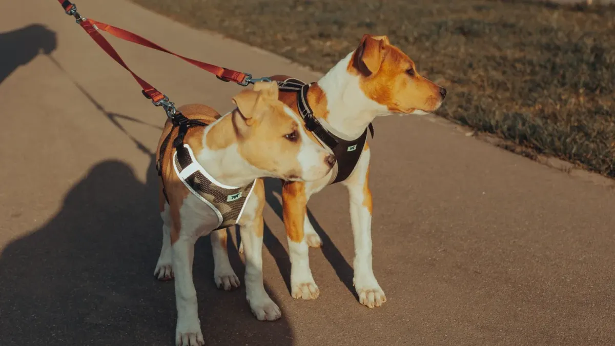 A medium-sized dog walking on a leash attached to a front-clip harness