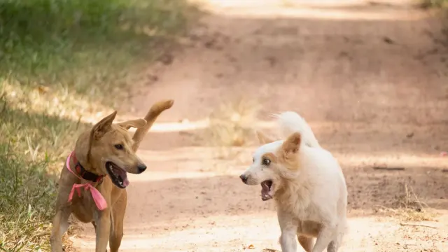 A medium-sized dog wearing a collar-mounted GPS tracker running across an open field