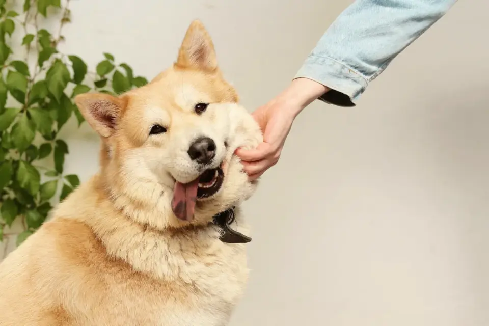 A person gently petting a dog
