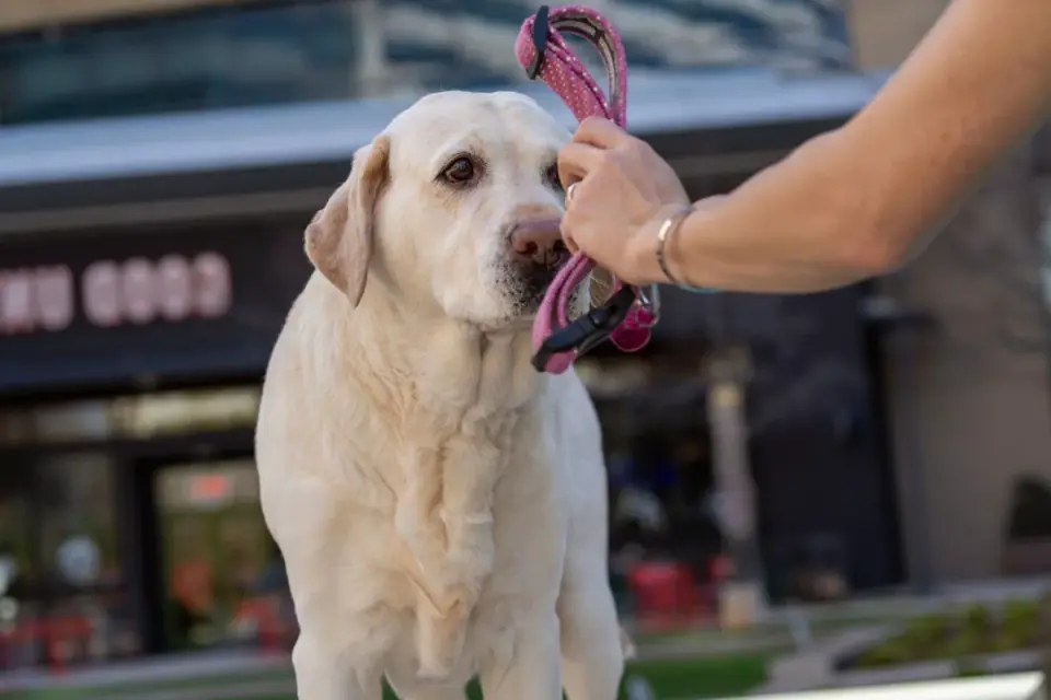 A person's hand holding a small clicker device next to a treat pouch during a dog training session