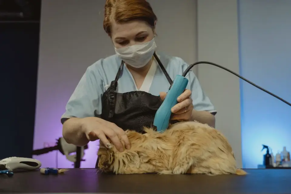 A professional groomer carefully trimming a dog&#x27;s paw with clippers
