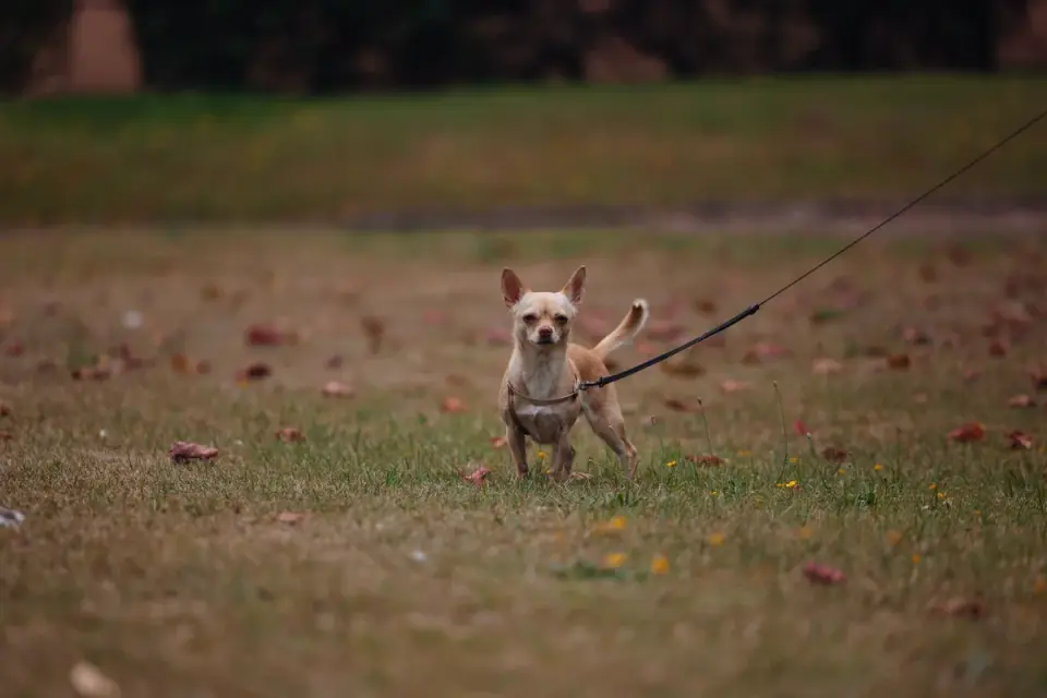 A puppy on a leash being led toward a grassy backyard spot