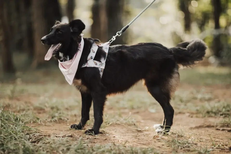 A rescue dog walking calmly on a leash next to a trainer in a park