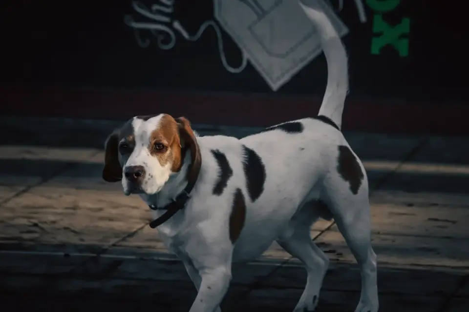 A senior beagle mix walking slowly on a grass path