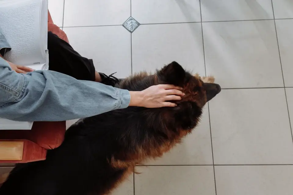A senior German Shepherd attempting to rise on a hardwood floor with hind legs splayed
