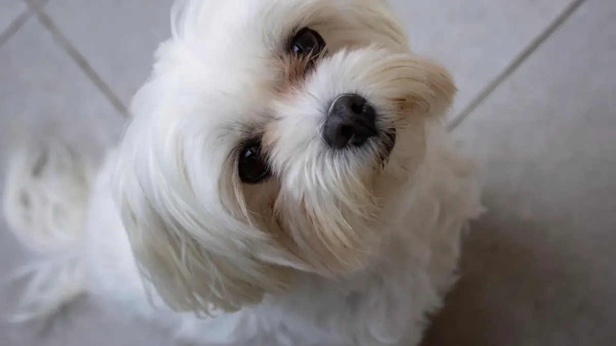 A Shih Tzu and a Lhasa Apso sitting together on a living room couch