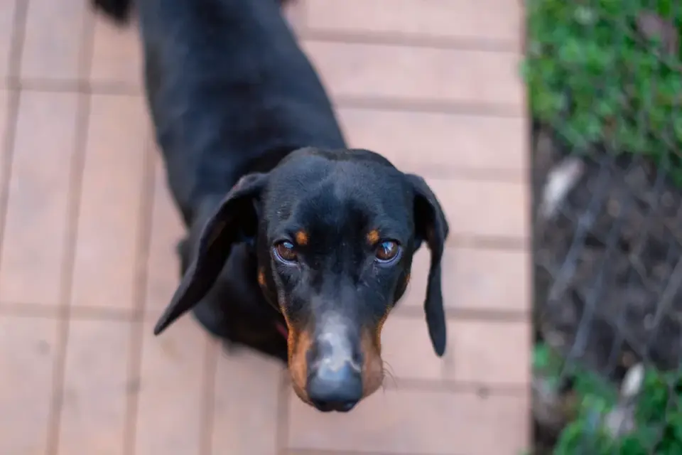 A small dachshund using a ramp to get onto a couch