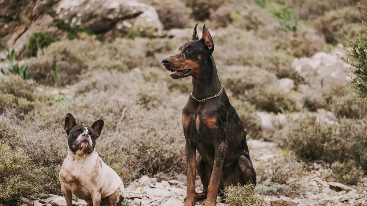 A small dog in a travel carrier and a large dog on a leash standing next to an open car trunk