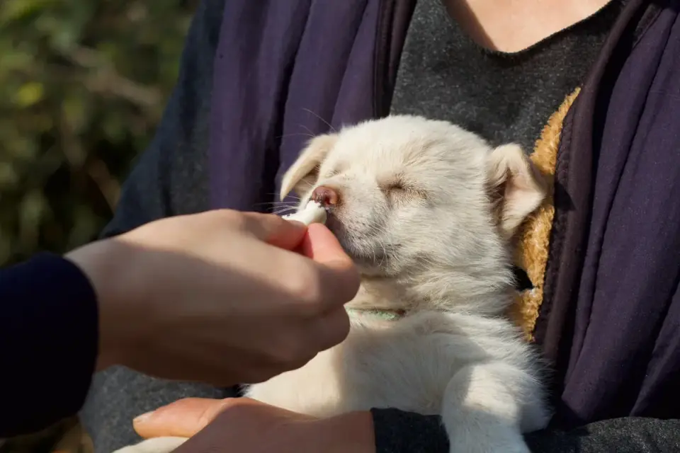 A small dog taking a single blueberry from an owner's open hand