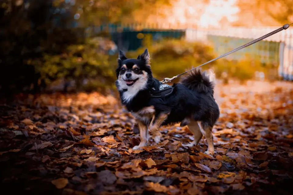 A small dog wearing a padded back-clip harness on a leash outside