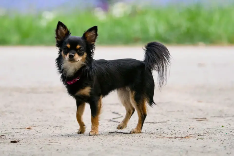 A small tan Chihuahua puppy standing at an open doorway looking outside