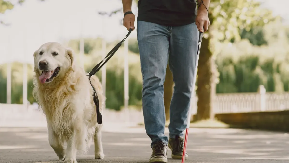 A trainer's hand holding a small clicker beside an attentive golden retriever