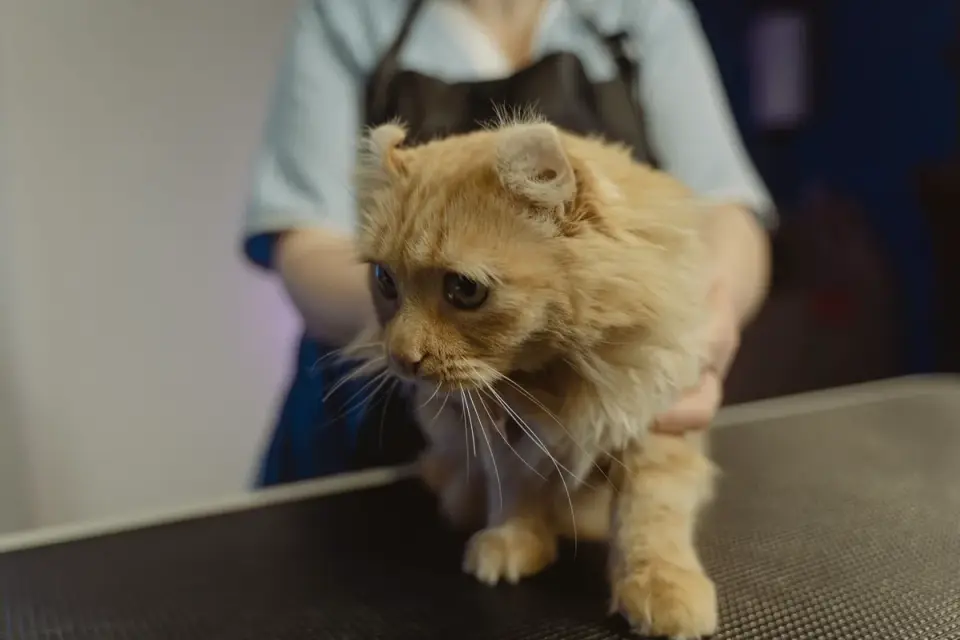 A veterinarian gently checking a senior dog&#x27;s ears during a wellness exam
