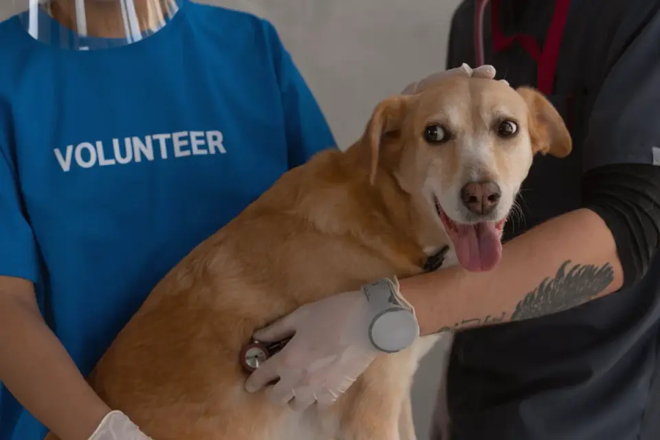 A veterinarian gently examines the hip of a senior dog on an exam table