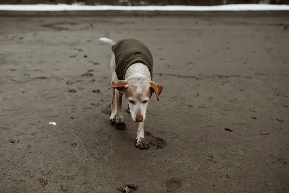 A veterinarian gently examining an older dog's hind legs during a checkup