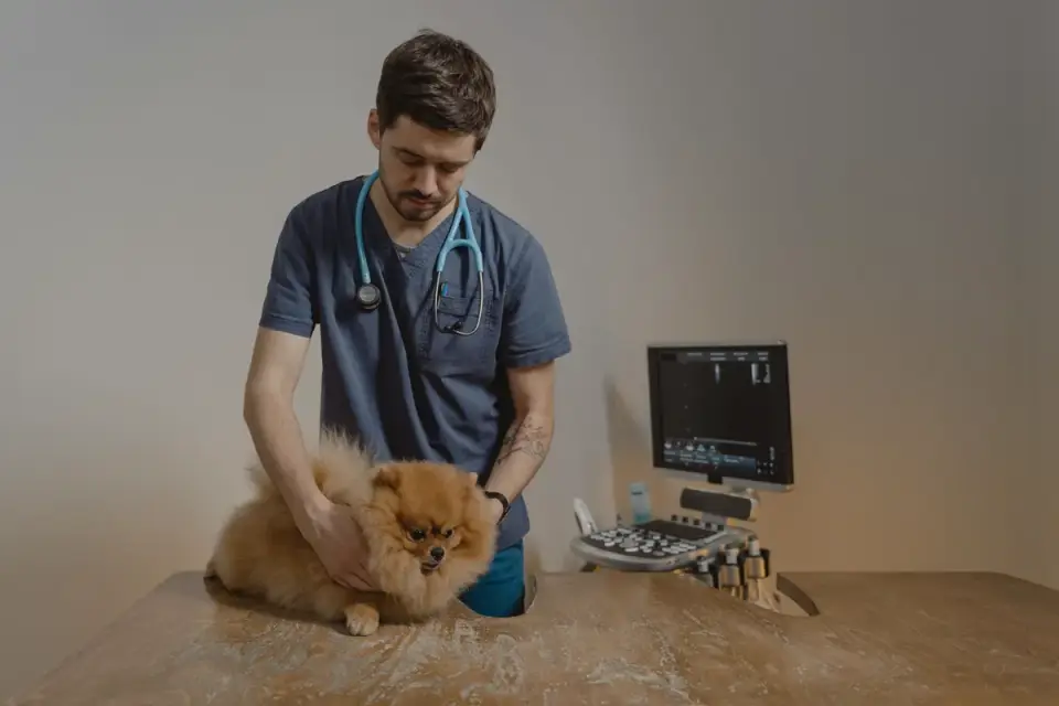 A veterinarian gently examining a dog&#x27;s hind legs during a mobility check