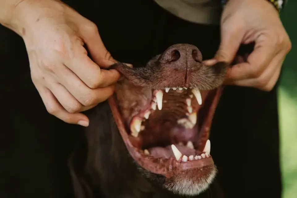 A veterinarian gently examining a puppy&#x27;s teeth and gums during a wellness visit
