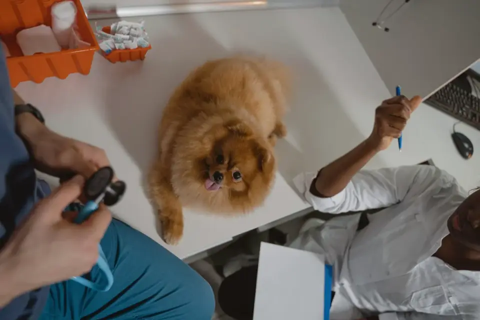 A veterinarian palpating a dog&#x27;s abdomen during a wellness check