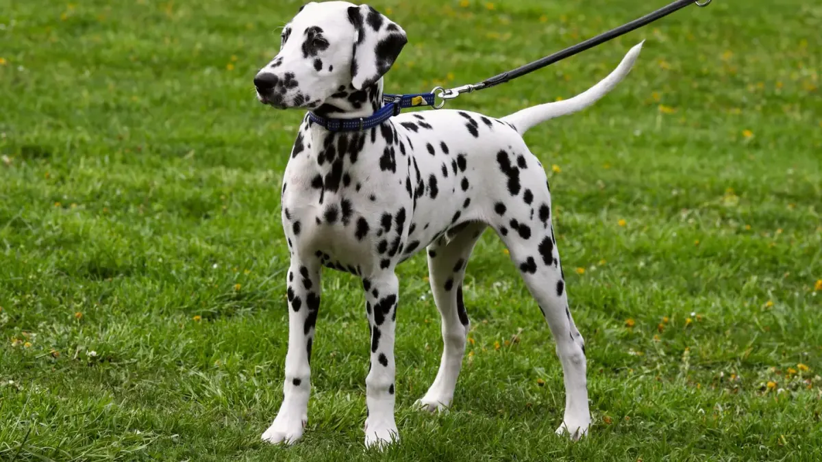 A woman kneeling to give a hand signal to an attentive dog on leash in a park