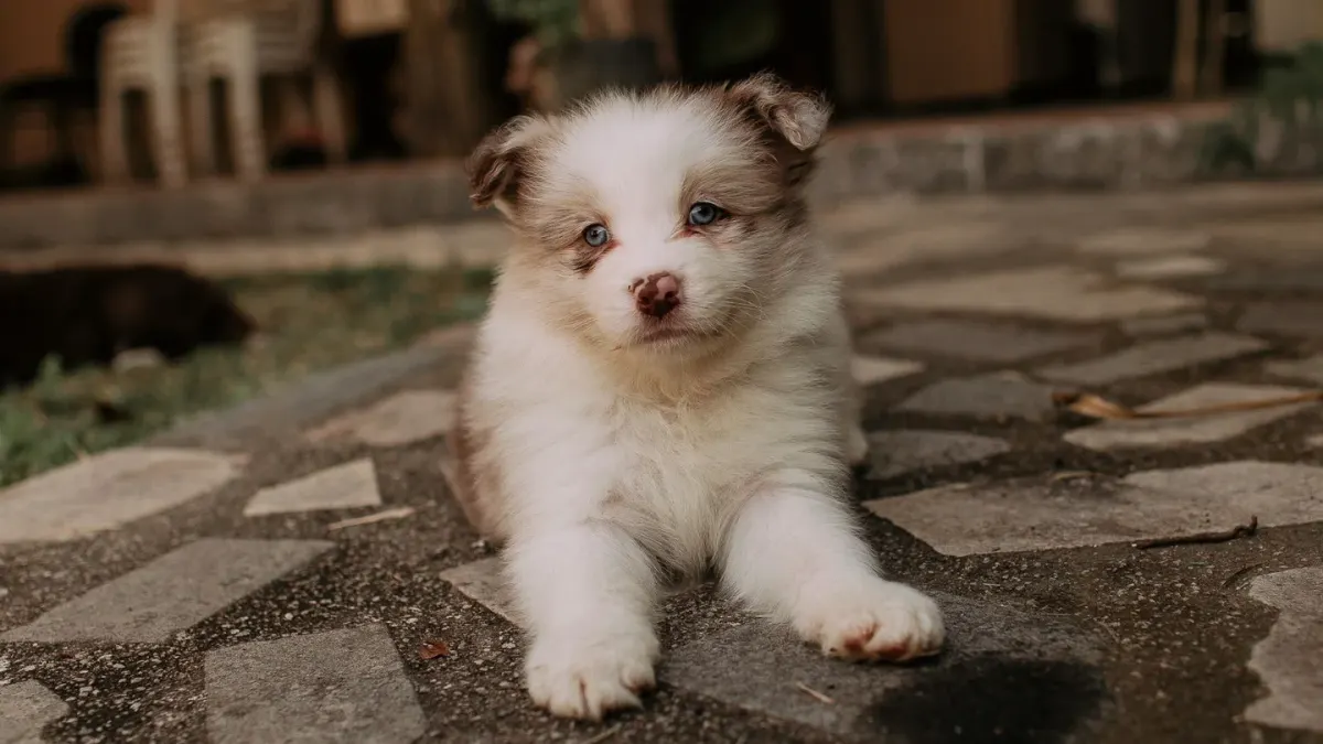 A young puppy sitting attentively during an indoor training moment