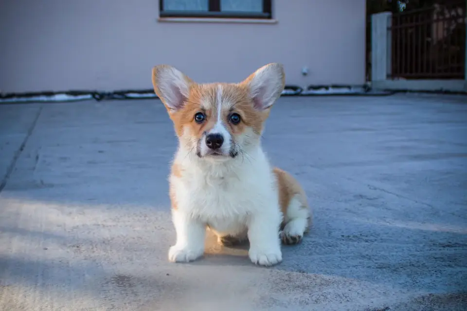 A young puppy sitting attentively during an indoor training moment