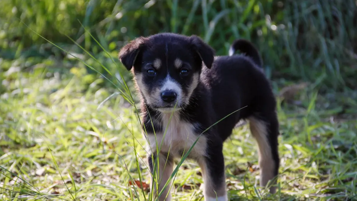 A young puppy sitting on grass just outside a doorway